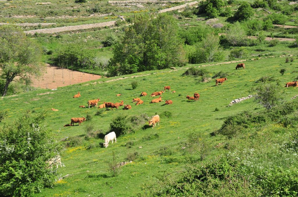Casa Rural El Boixar - El Mirador Bojar 外观 照片